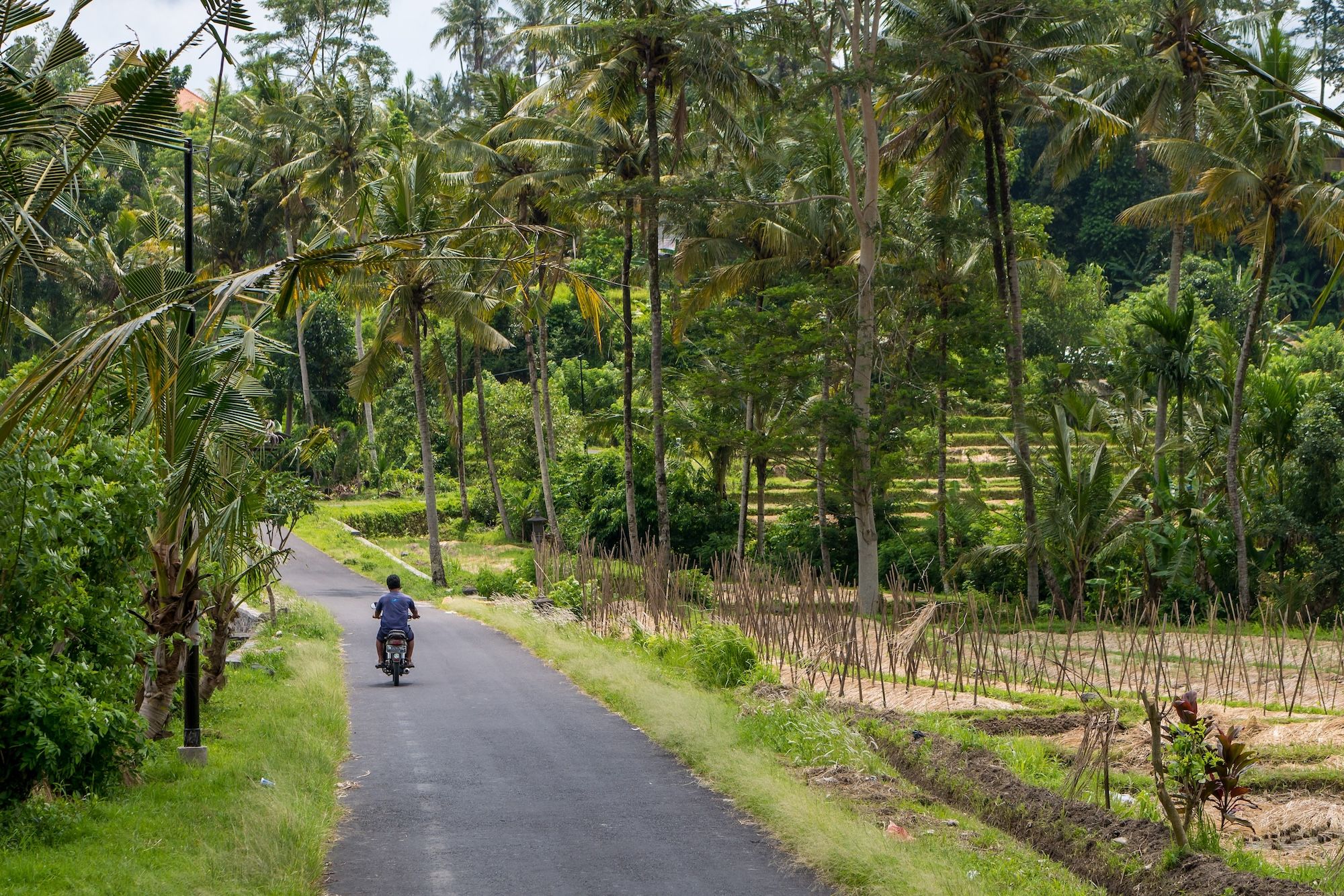 Una strada tra le coltivazioni di Munduk ©Wirestock Creators /Shutterstock