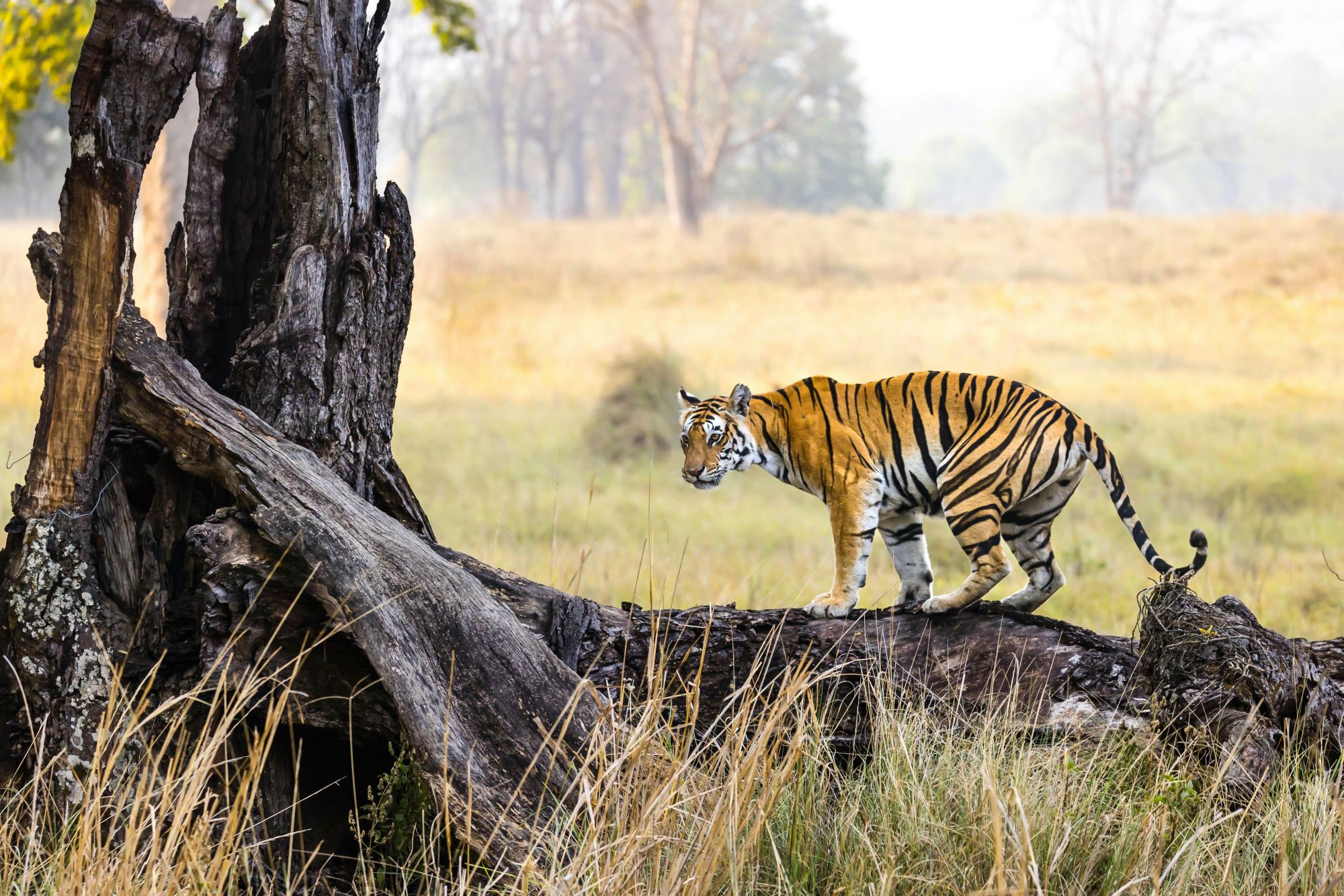 Nei parchi del Madhya Pradesh potrete trovarvi faccia a faccia con una tigre. © Manuel Romaris/Getty Images