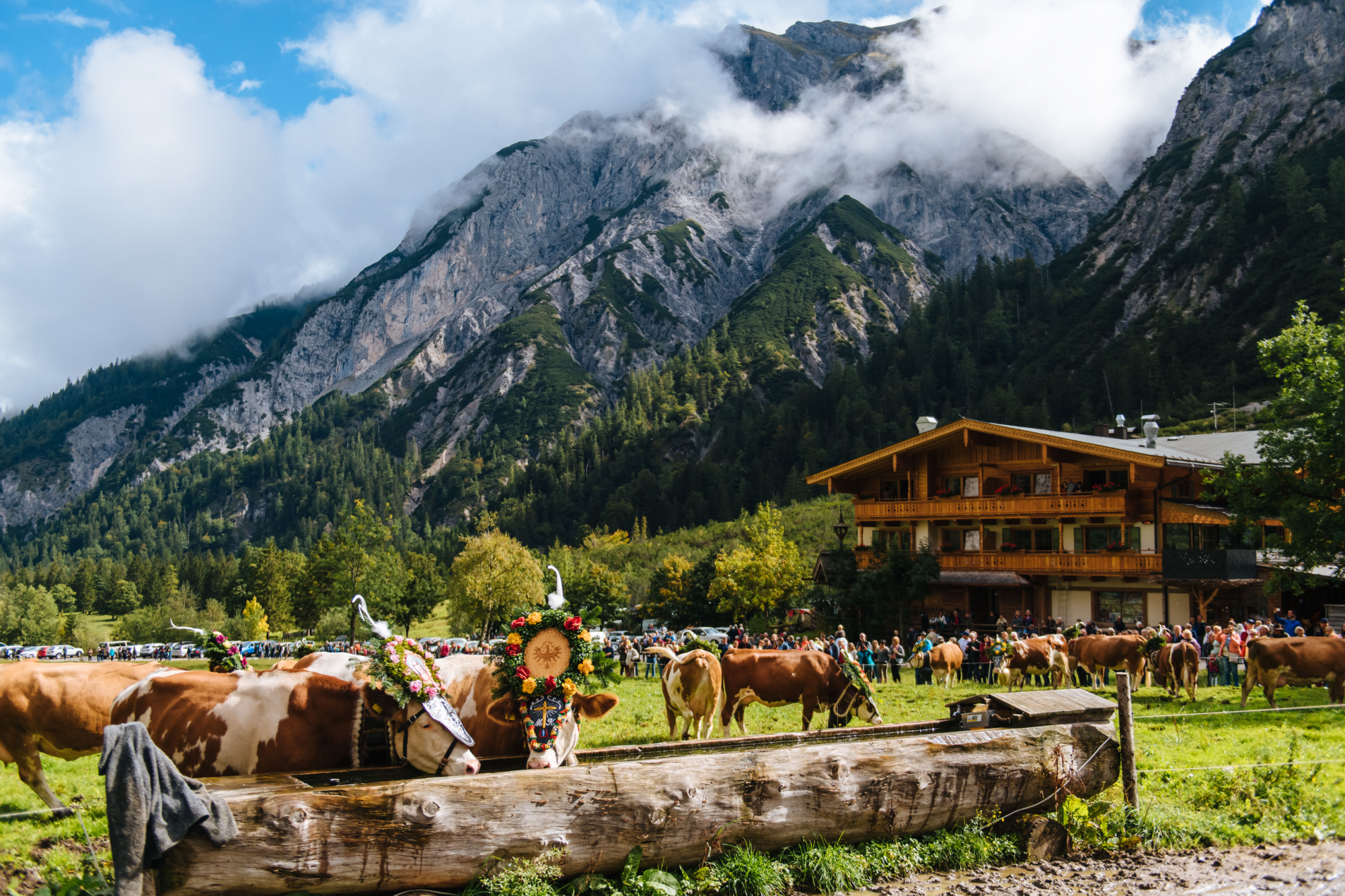 mucche vestite a festa per almabtrieb, tirolo