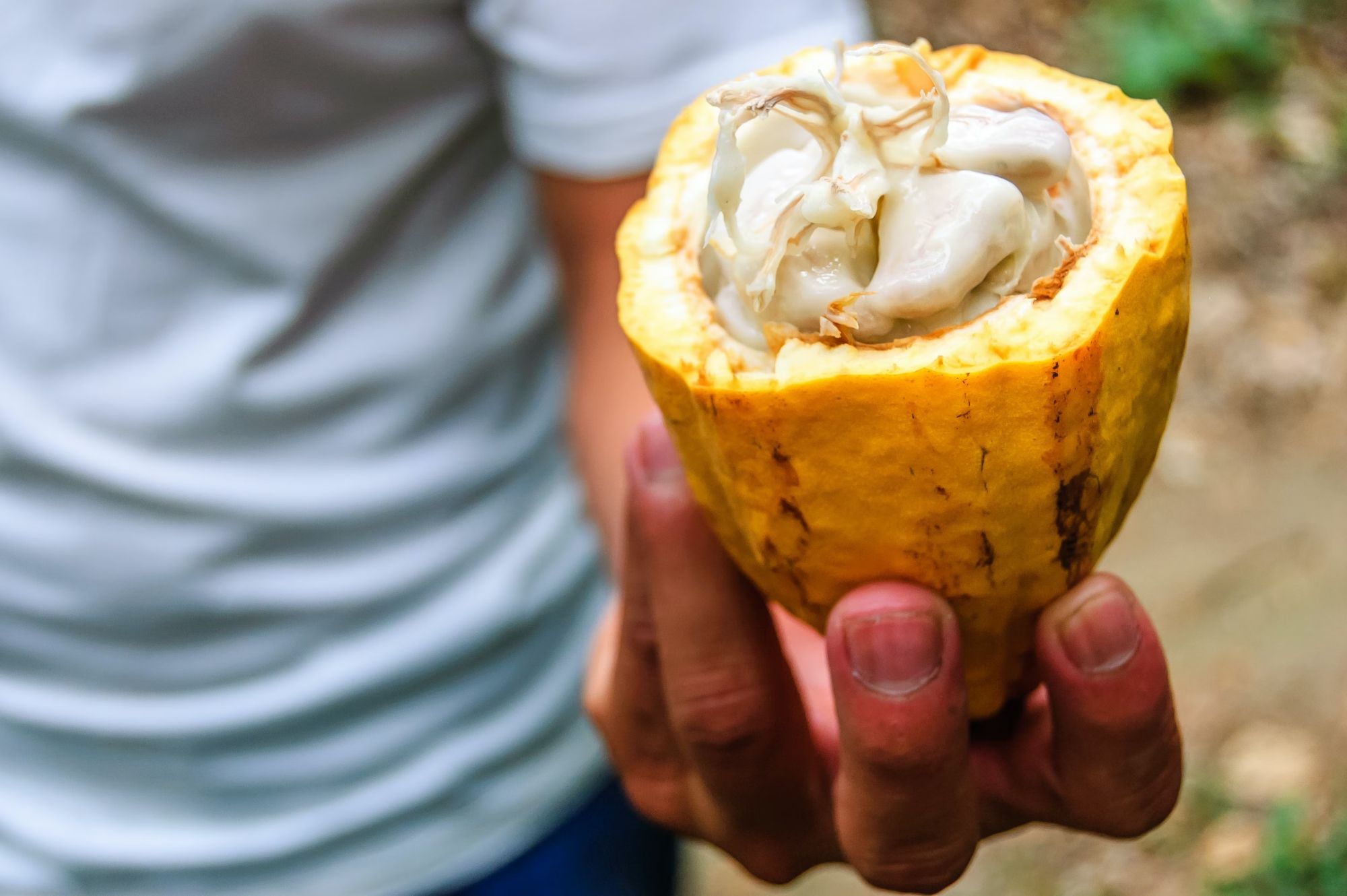 Così nasce il cioccolato del Guatemala. © Lucy.Brown / Shutterstock