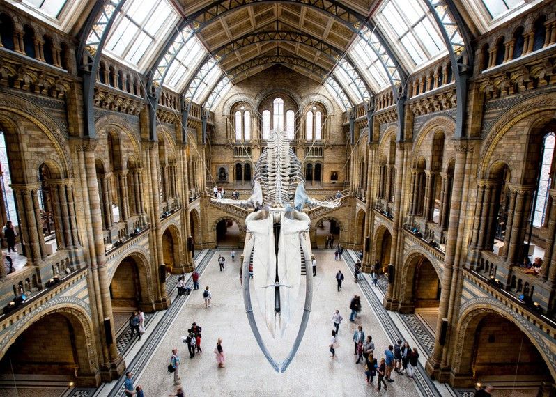 Hope, lo scheletro di una balenottera azzurra sospesa nella Hintze Hall del Natural History Museum, Londra.
©Mark Chilvers/Lonely Planet
