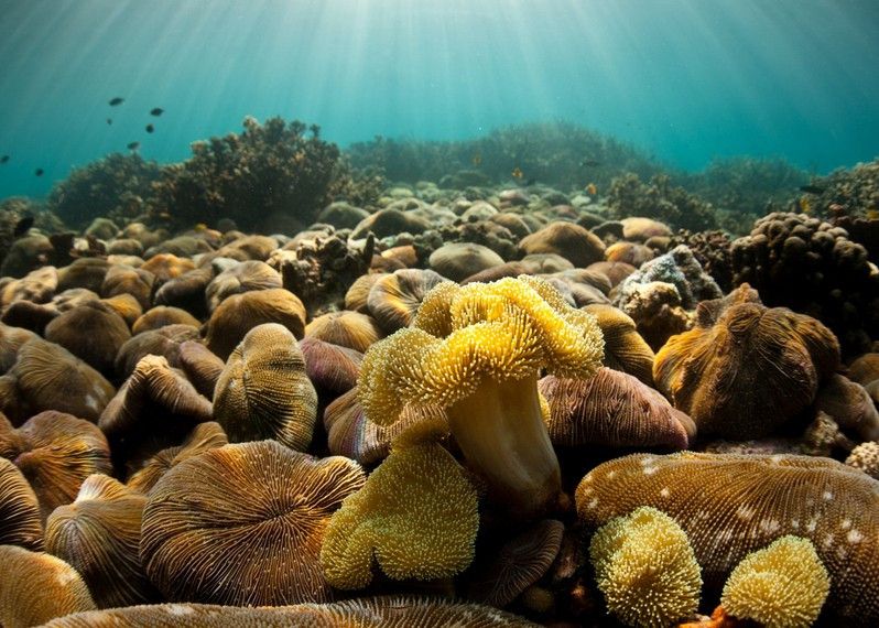 I fondali dell'Arcipelago di Myeik sono uno spettacolo per chi fa immersion e snorkeling. Myanmar.
©Ethan Daniels/Shutterstock