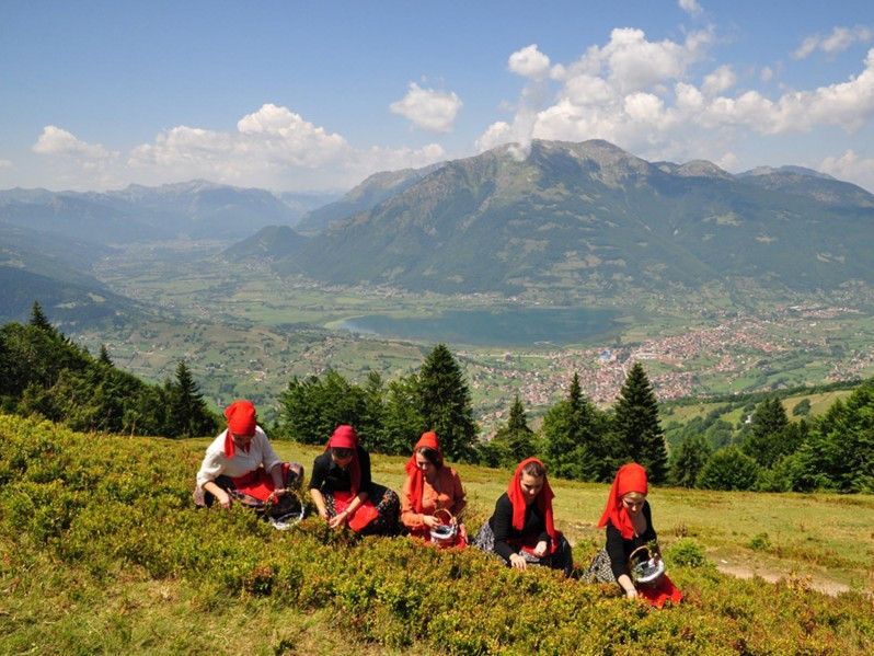 I giorni dei mirtilli nella regione di Plav © Fotografia gentilmente concessa da Edin Jadadic / Ufficio del Turismo di Plav