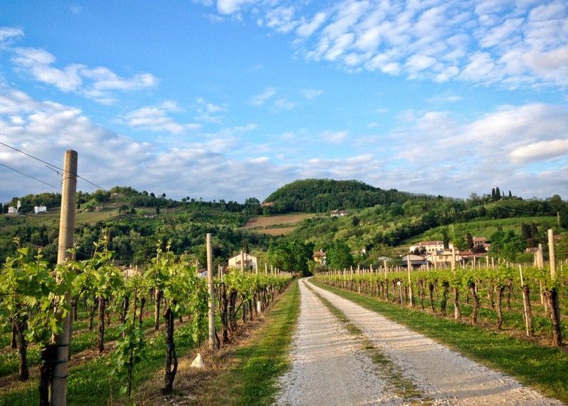 I vigneti del Collio, Friuli Venezia Giulia.