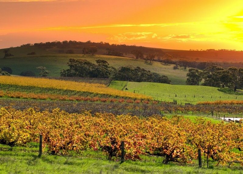 I vigneti della Barossa Valley, South Australia ©hddigital/Shutterstock