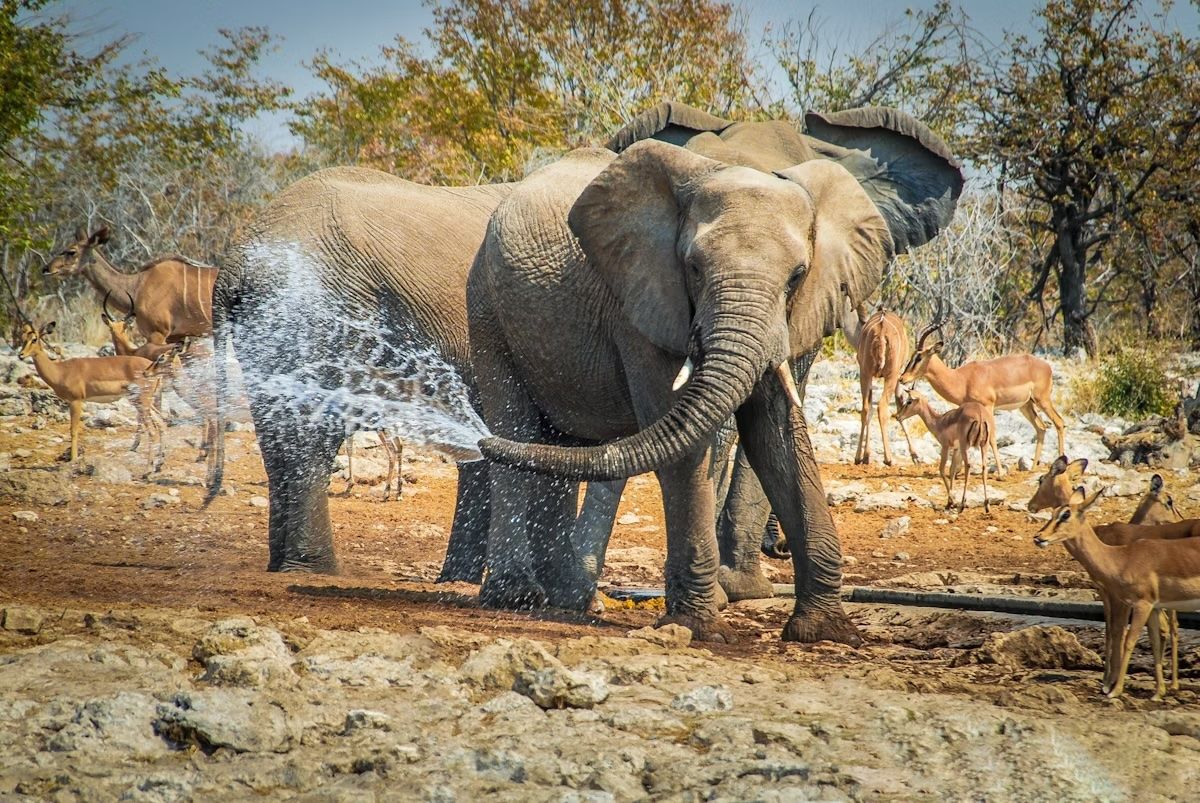Elefanti presso una pozza d’acqua nel Parco Nazionale di Etosha, parte del Kalahari in Namibia. Simone Crespiatico/Shutterstock