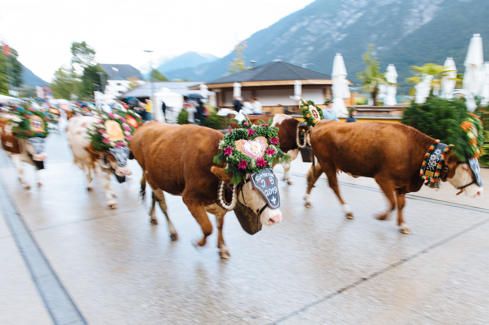 mucche sfilano per almabtrieb, tirolo