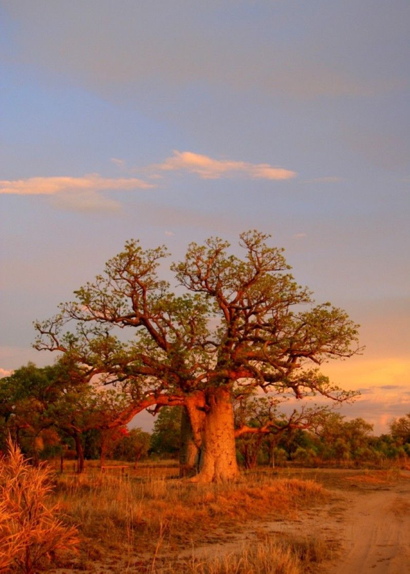 Il boab è l’albero simbolo del Kimberly © kkaplin / Shutterstock