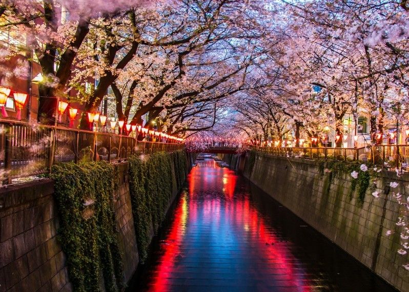 Il Festival Sakura per celebrare la fioritura dei ciliegi sul canale Meguro,Tokyo, Giappone. ©Yukikae4B/Shutterstock ©Sean Pavone/Shutterstock