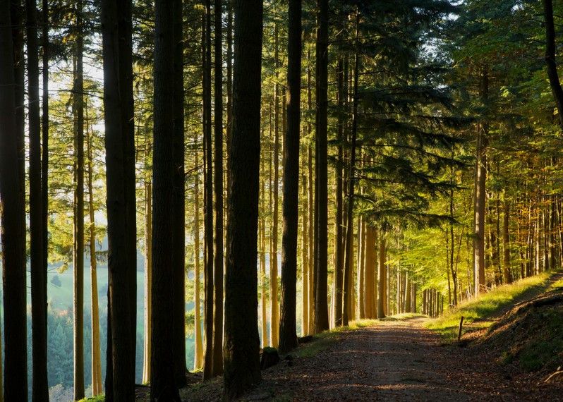 Il modo migliore di scoprire la Foresta Nera è addentrarsi a piedi tra i suoi sentieri. ©Carl Bruemmer / Design Pics/Getty Images/Design Pics RF