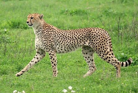 Il più elegante del Serengeti © Fotografia di Marcello Errichetti