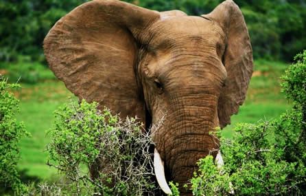 Il re dell'Addo National Park © Fotografia di Emanuele Basile