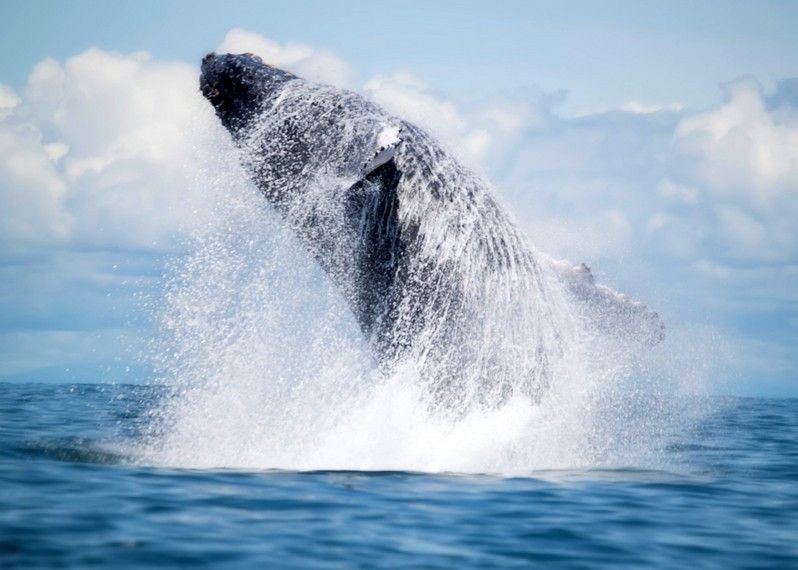Il whale-watching è una delle tante attività emozionanti che si possono praticare sulla costa colombiana. ©EcaterinaLeonte/Getty Images