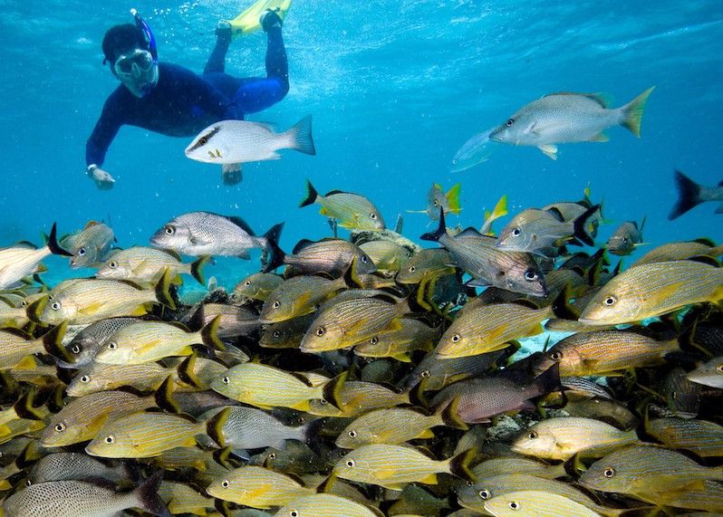 Immersioni in Honduras. ©Stephen Frink/Getty Images