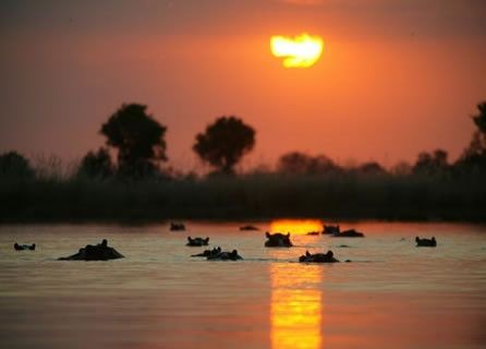 Ippopotami nell'Okavango, lo scatto di una vita © Fotografia di Luca Bracali