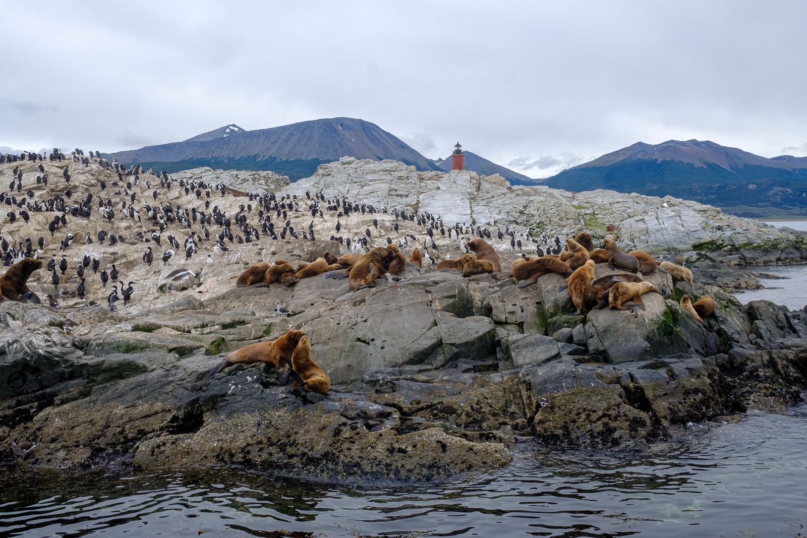 Leoni di mare terra del fuoco