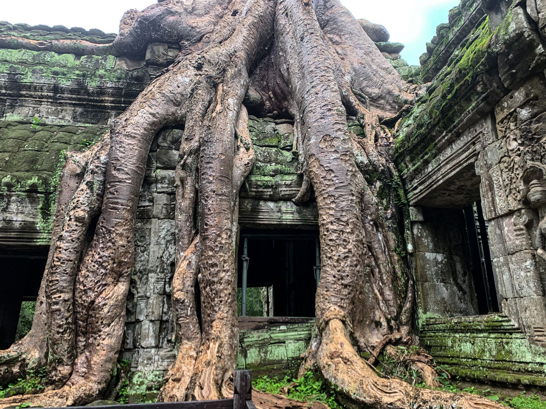 All’Angkor Thom la natura si riappropria dello spazio avvolgendo i templi millenari © Angelo Pittro/Lonely Planet Italia