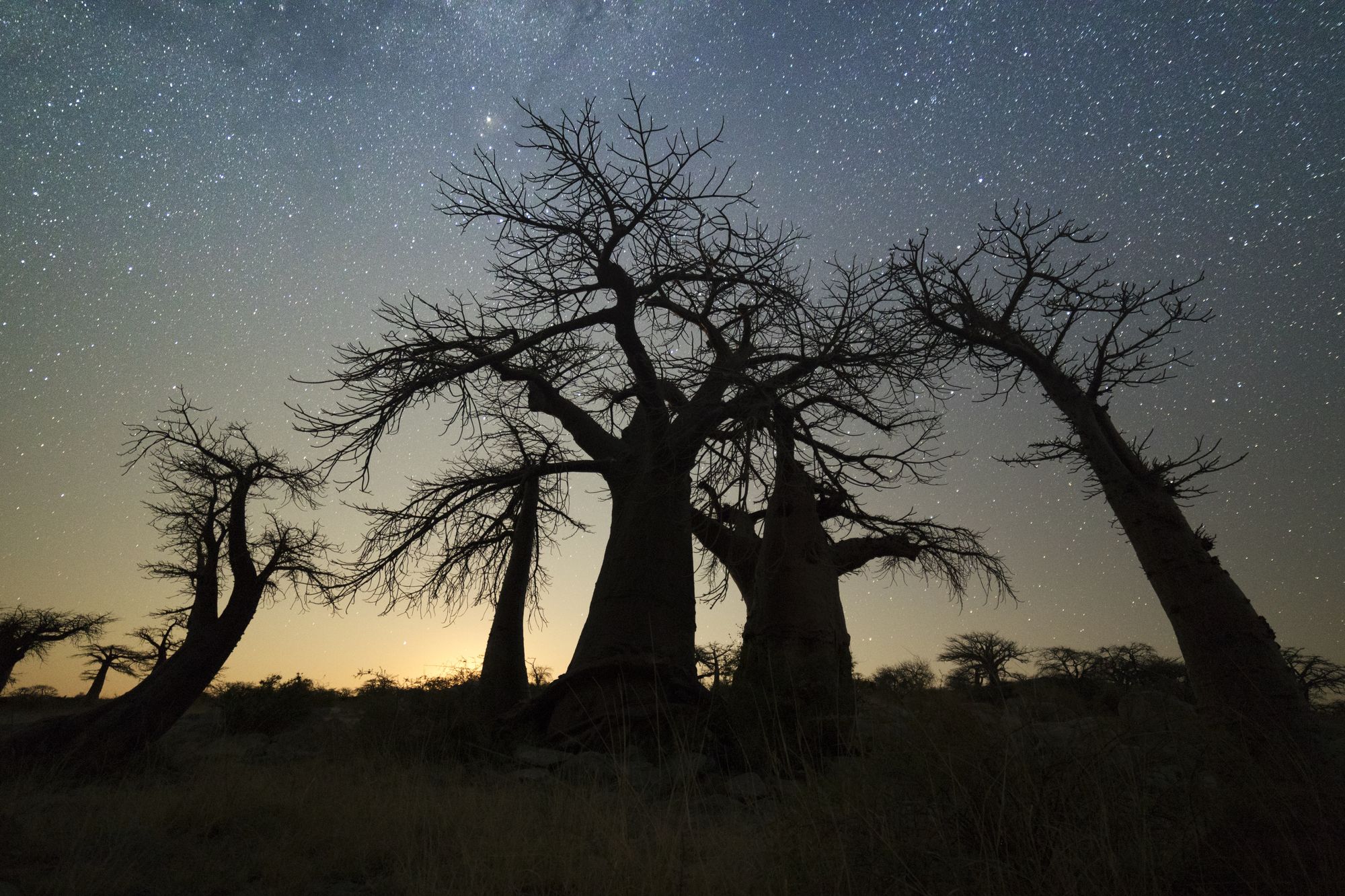 Baobab sotto un cielo stellato, Botswana © 2630ben / iStockphoto / Getty Images