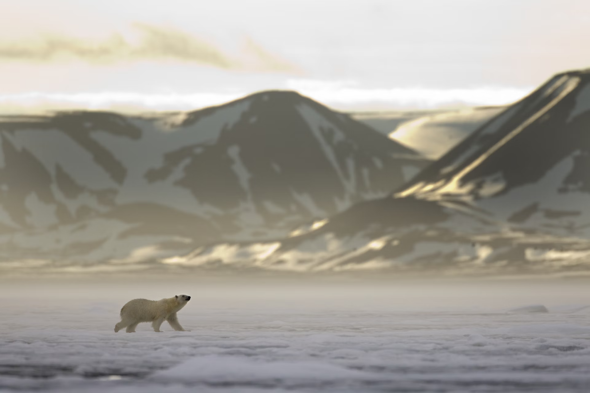 Gli orsi polari sono sia la maggiore attrazione che il maggiore pericolo delle Svalbard ©Paul Souders / Getty Images