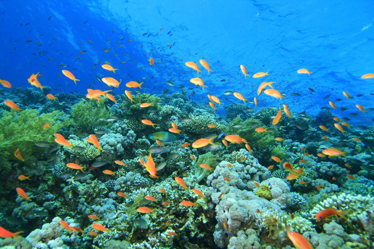 egitto migliori immersioni