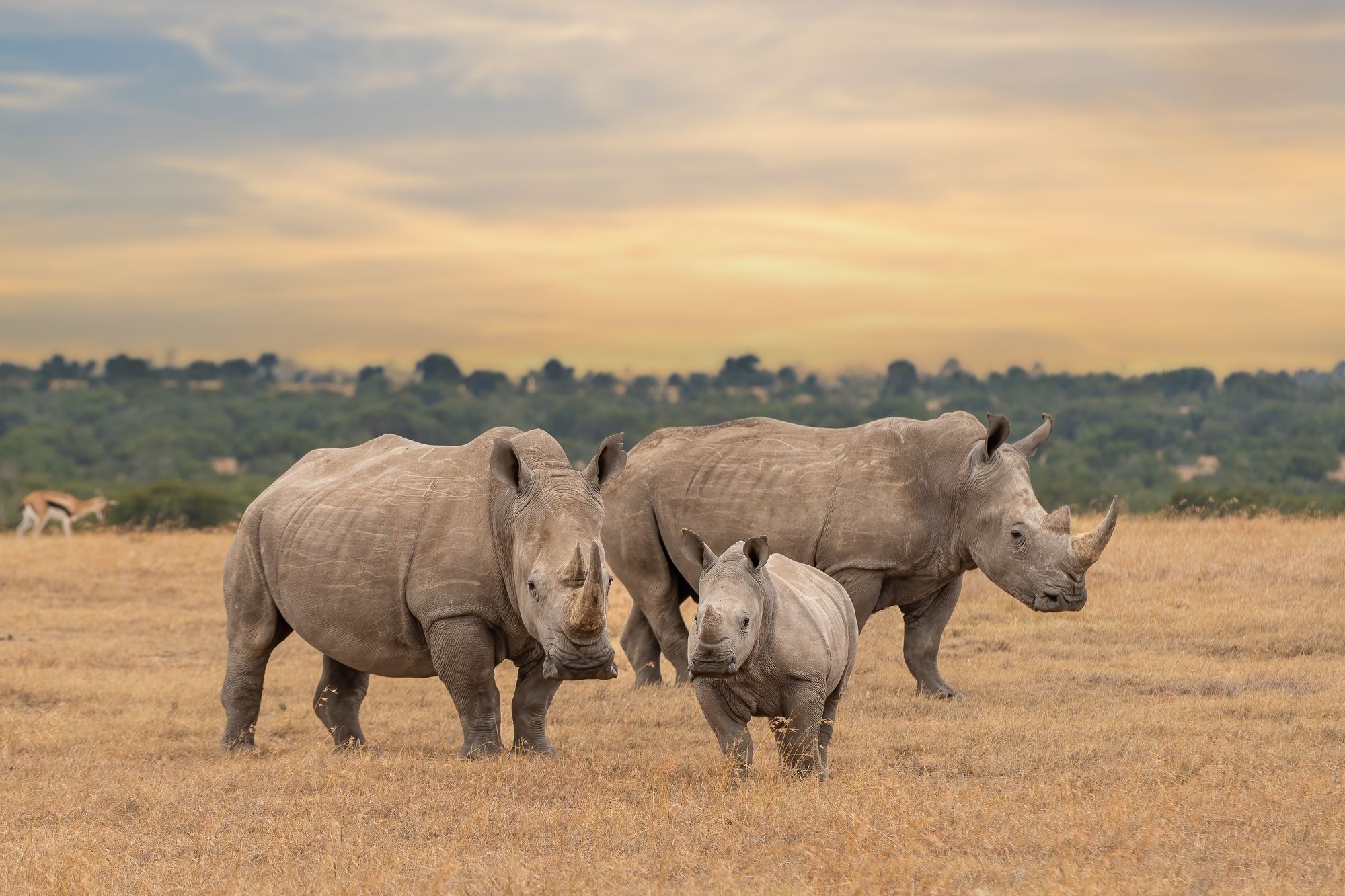 Rinoceronti nella Ol Pejeta Conservancy ©Tomas Drahos / Shutterstock