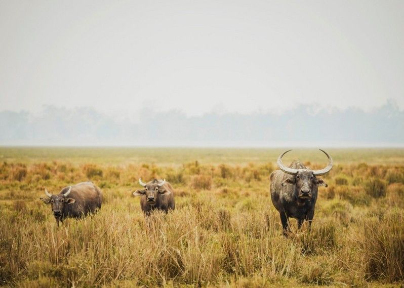 Kaziranga National Park, India. ©Jonathan Stokes/Lonely Planet