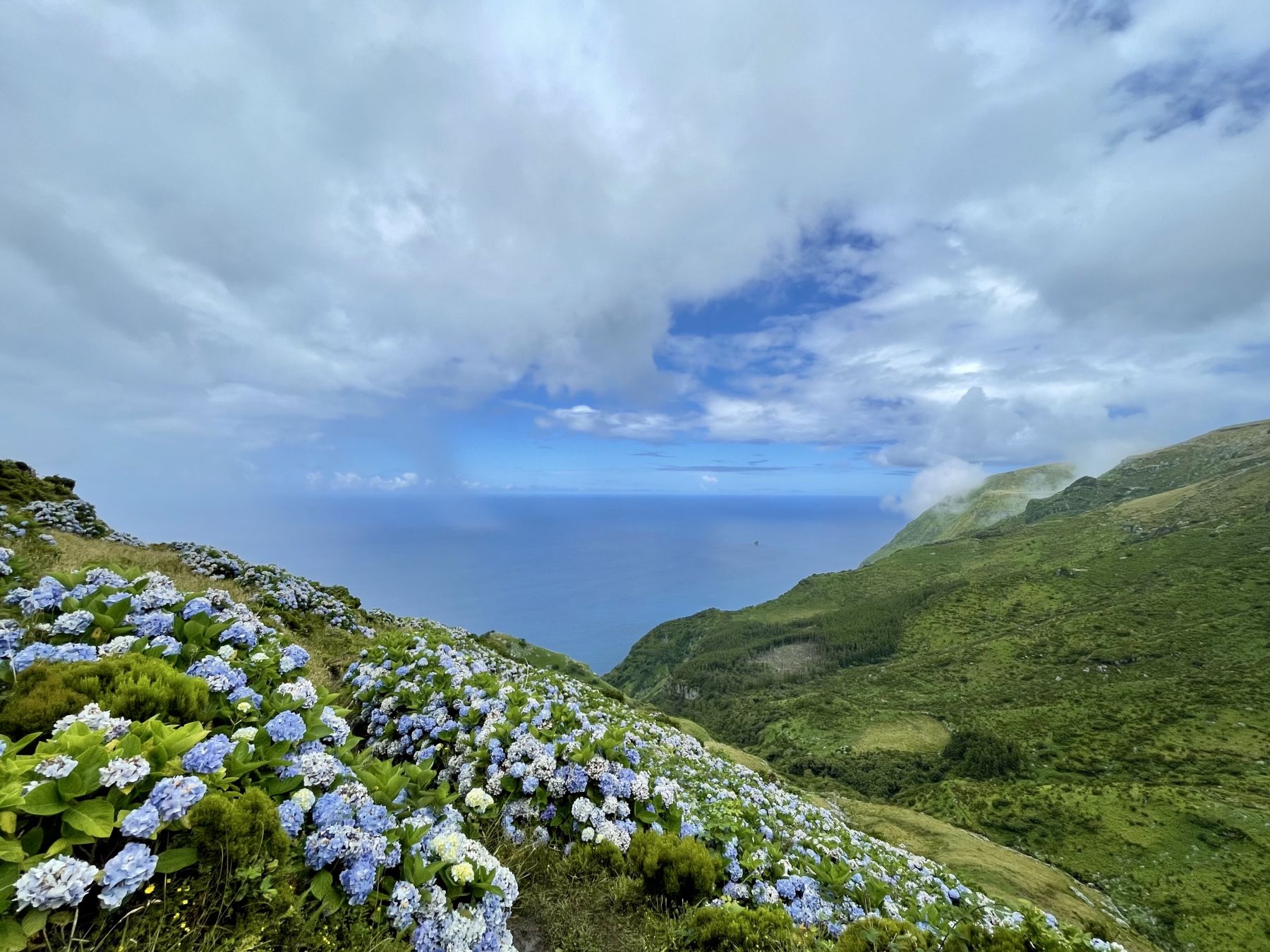 Le ortensie crescono liberamente a Flores ma spesso vengono piantate anche per segnare i confini tra i terreni privati © Chiara Beretta
