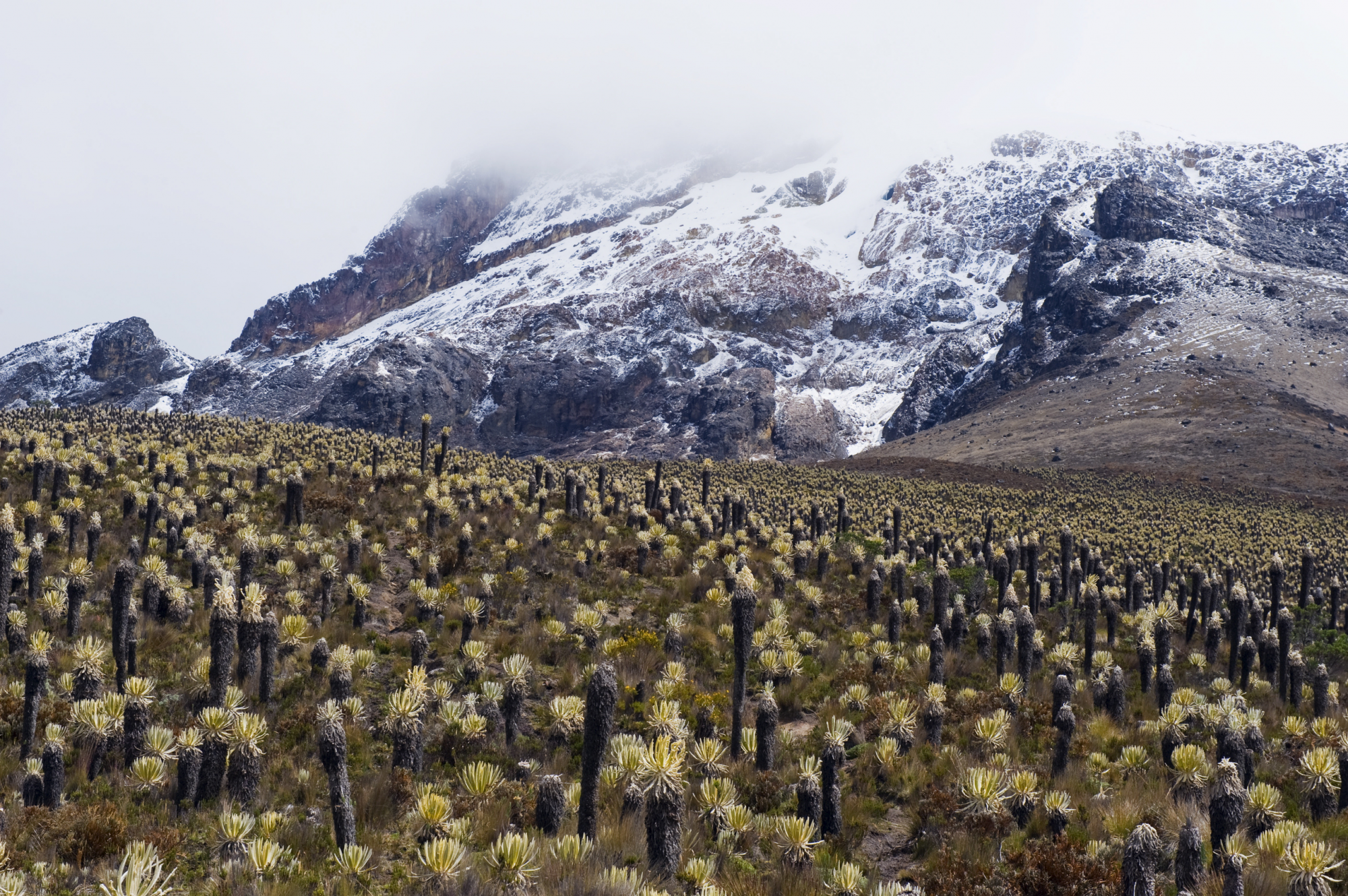 Il Parque Nacional Natural Los Nevados è uno dei più spettacolari della Colombia.©Christian Kober/Getty Images