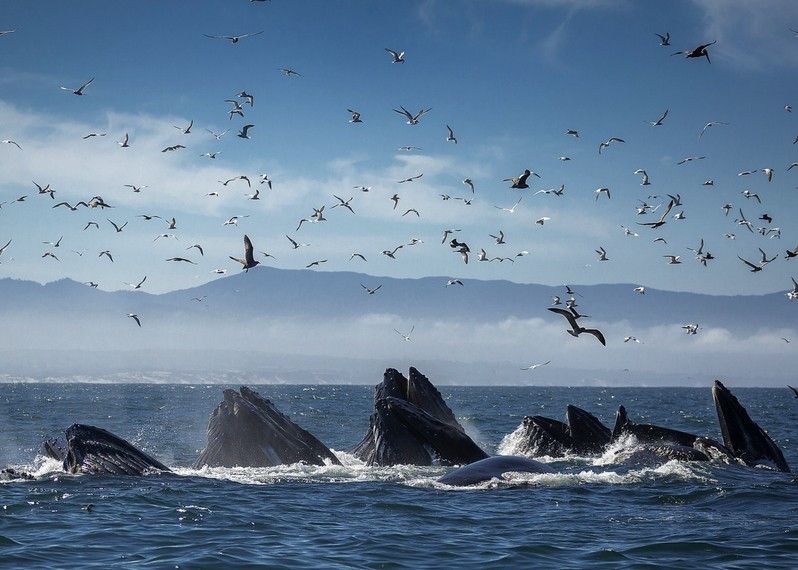 La baia di Monterey, California.