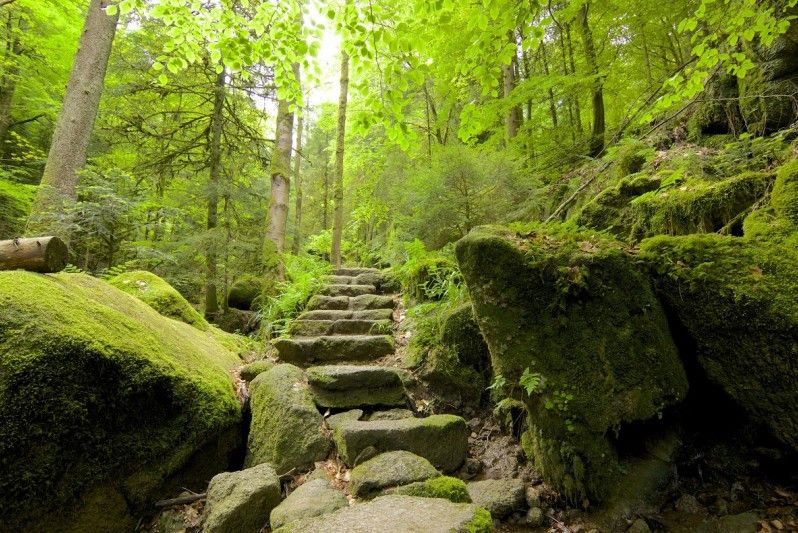 La Foresta Nera si presenta come lo sfondo di una fiaba dei fratelli Grimm. Foto di chbaum/Shutterstock