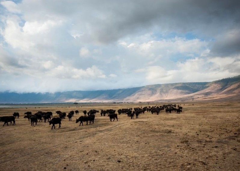 La magia vi coglierà già affacciandovi dal bordo in alto, con l’aria fresca e la magnifica vista sull’enorme cratere del Ngorongoro, Tanzania. ©Zik Te