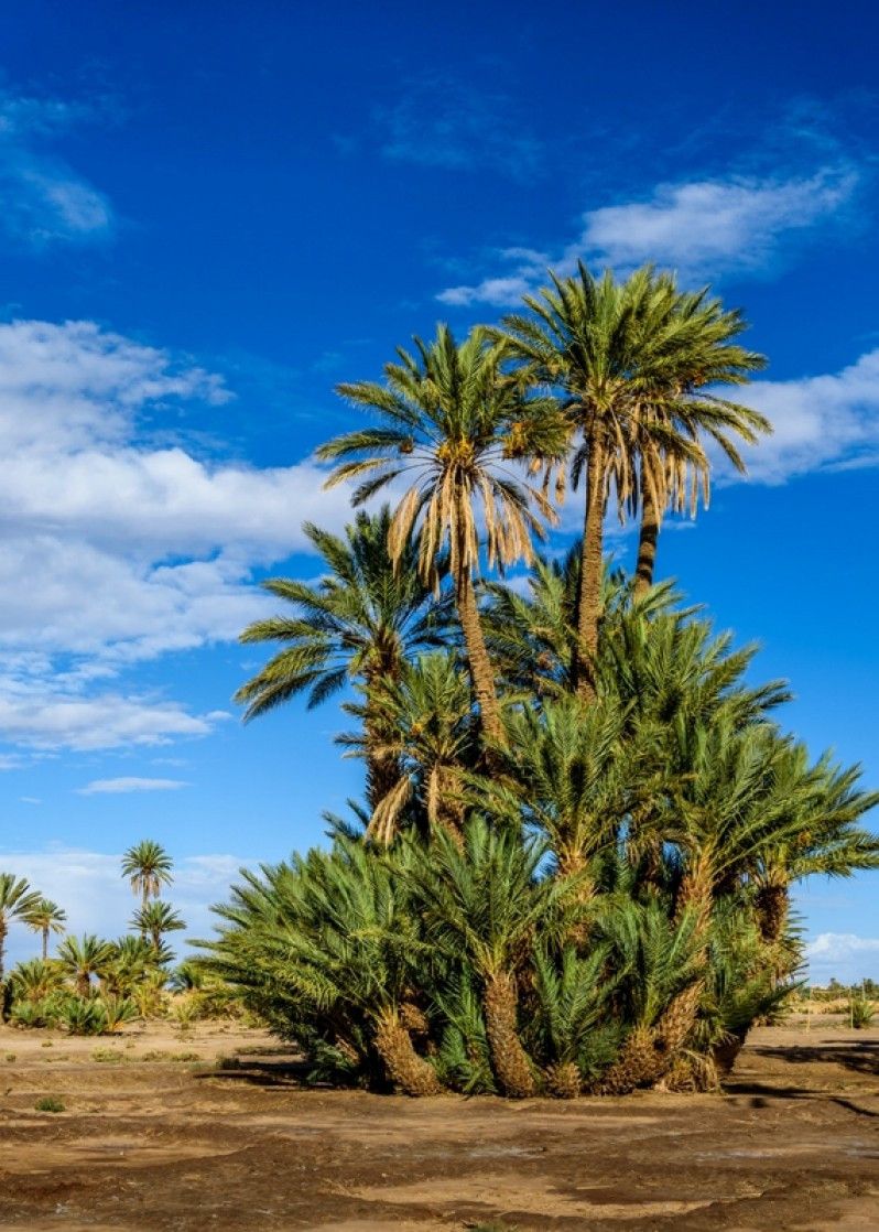 sahara marocco
