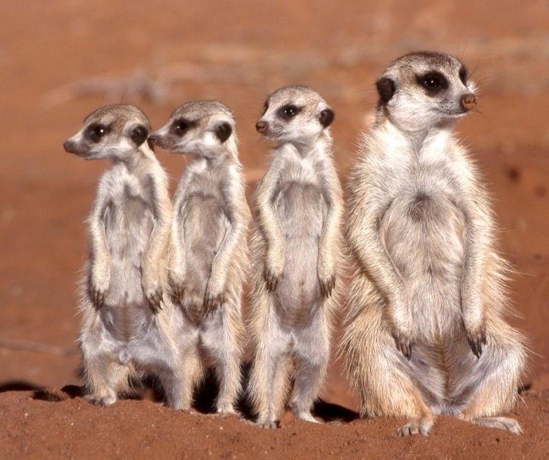 La stagione secca è la migliore per vedere gli animali, ma anche la più affollata di turisti. ©Giampaolo Cianella/Getty Images