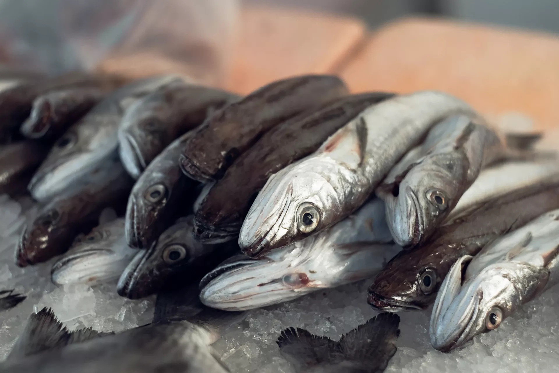 Il pesce croato è superbo, ma se non state attenti, il conto sarà salato © Veronika Kovalenko / Shutterstock