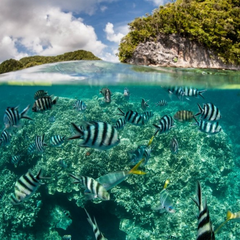 Le acque cristalline di Palau, perfette per immersioni e snorkeling ©Ethan Daniels/Shutterstock