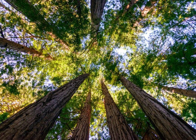 Le foreste di sequoie del Muir Woods National Monument, California.