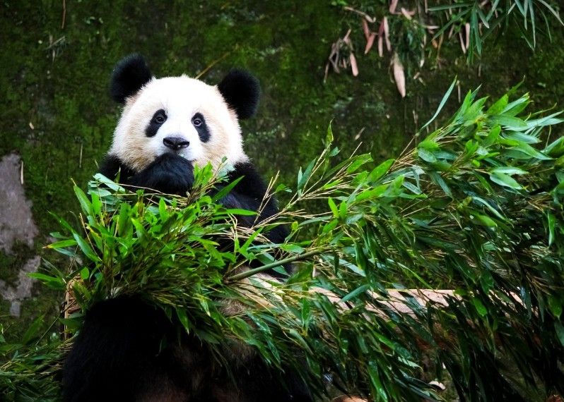 Le occasioni di incontrare i panda sono numerose nelle riserve nei dintorni di Chengdu, Sichuan, Cina.
©AKKHARAT JARUSILAWONG/Shutterstock