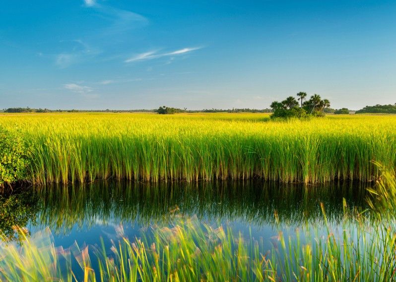 Le paludi di Everglades, Florida, USA.
©Justin Foulkes/Lonely Planet