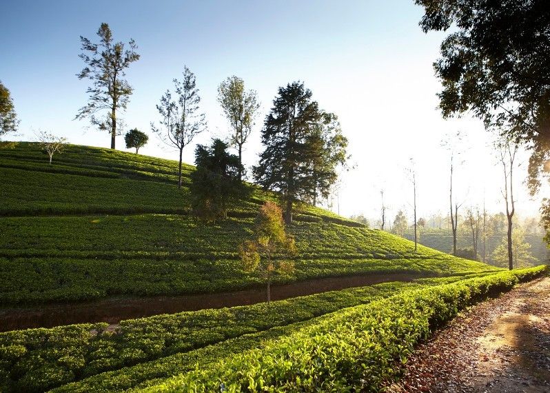 Le piantagioni di tè a Nuwara Eliya, Sri Lanka.
©Matt Munro/Lonely Planet