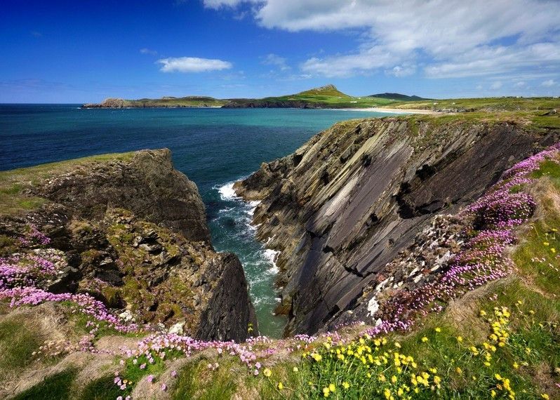 Le scogliere in fiore lungo la costa del Pembrokeshire, Galles.
©Michael Roberts/Getty Images