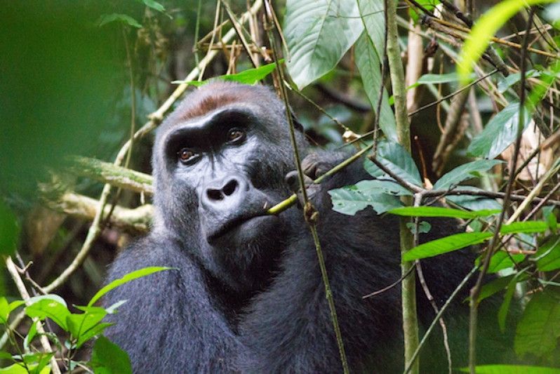 L'incontro con un gorilla in Congo può essere un'esperienza straordinario. Foto di Stuart Butler/Lonely Planet