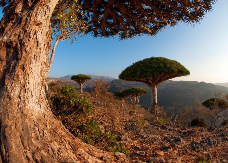 L'isola di Socotra si trova nell'Oceano Indiano, a 240 km ad est del Corno d'Africa, in Yemen. ©Mario Eder/Getty Images