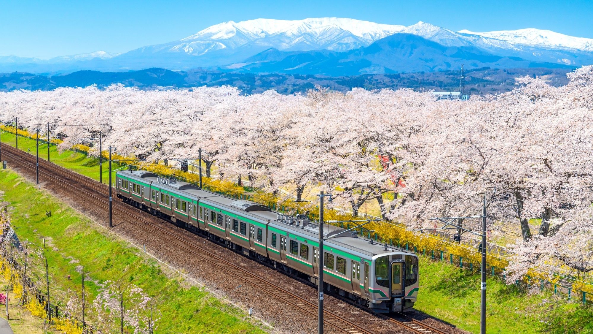 Ciliegi in fiore nella prefettura di Fukuoka © Chay_Tee / Shutterstock