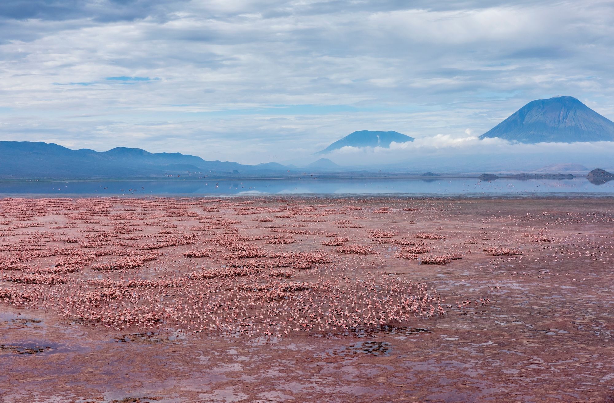 Fenicotteri nel Lake Natron ©Danita Delimont/Shutterstock