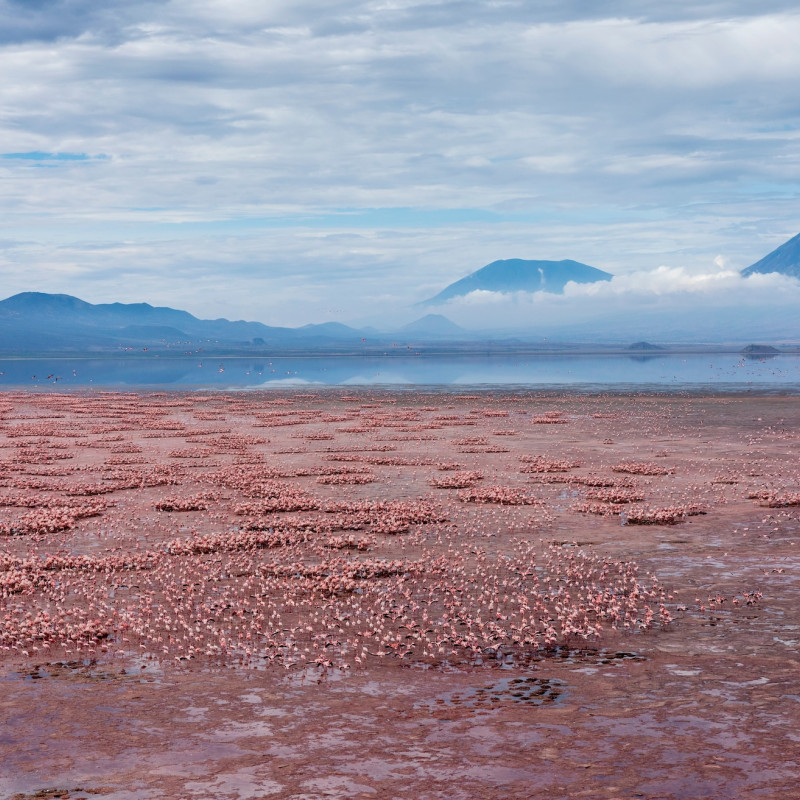 Fenicotteri nel Lake Natron  ©Danita Delimont/Shutterstock