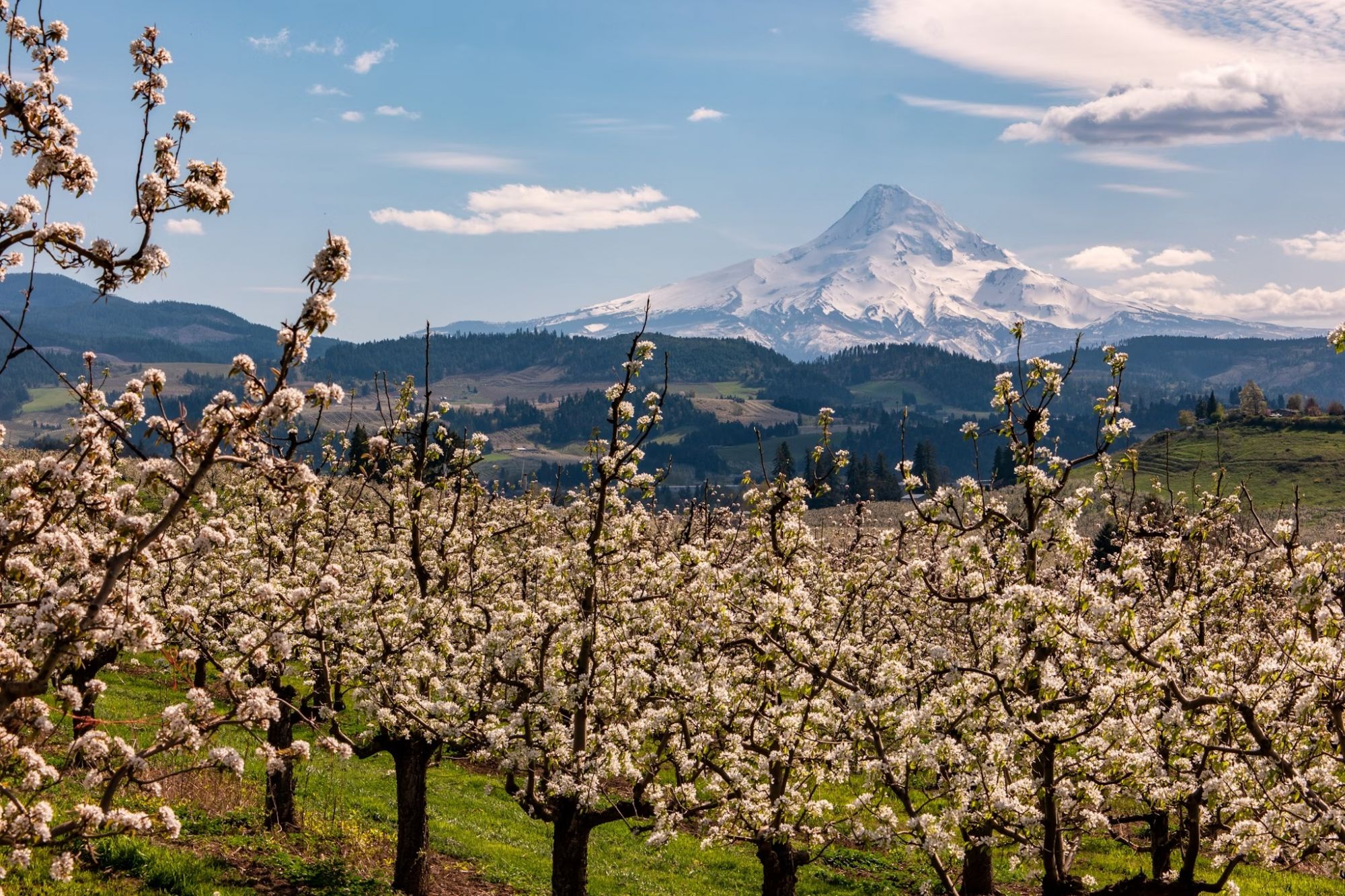 Fate un giro panoramico lungo l’Hood River Fruit Loop. Wasim Muklashy/Shutterstock
