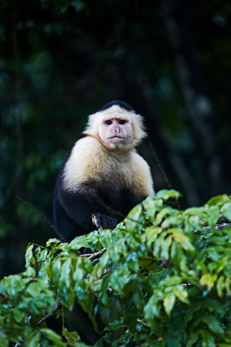 A Panamá vi aspettano circa 220 mammiferi e 978 specie di uccelli ©Mark Read/Lonely Planet