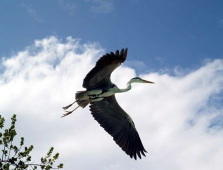 Modello di eleganza in volo © Fotografia di Roberto Mozzachiodi