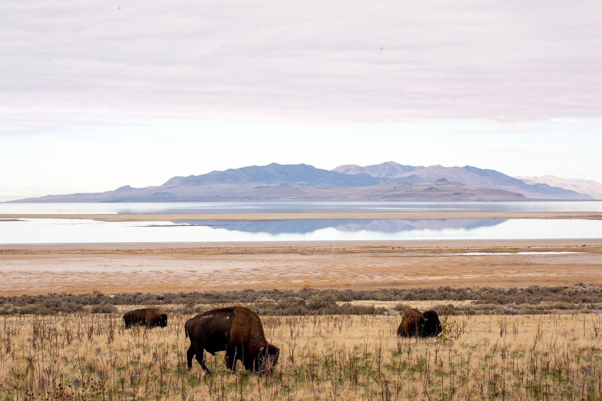 Bisonti in un campo ad Antelope Island, Utah ©Brent Asay /Shutterstock