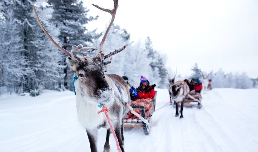 Slitte trainate da renne attraversano le terre dei sámi. © Iris van den Broek / Shutterstock
